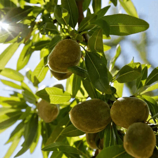 L'Occitane - Amande Delicious Shower Cleansing & Softening Whipped 200ml - Ascent Luxury Cosmetics