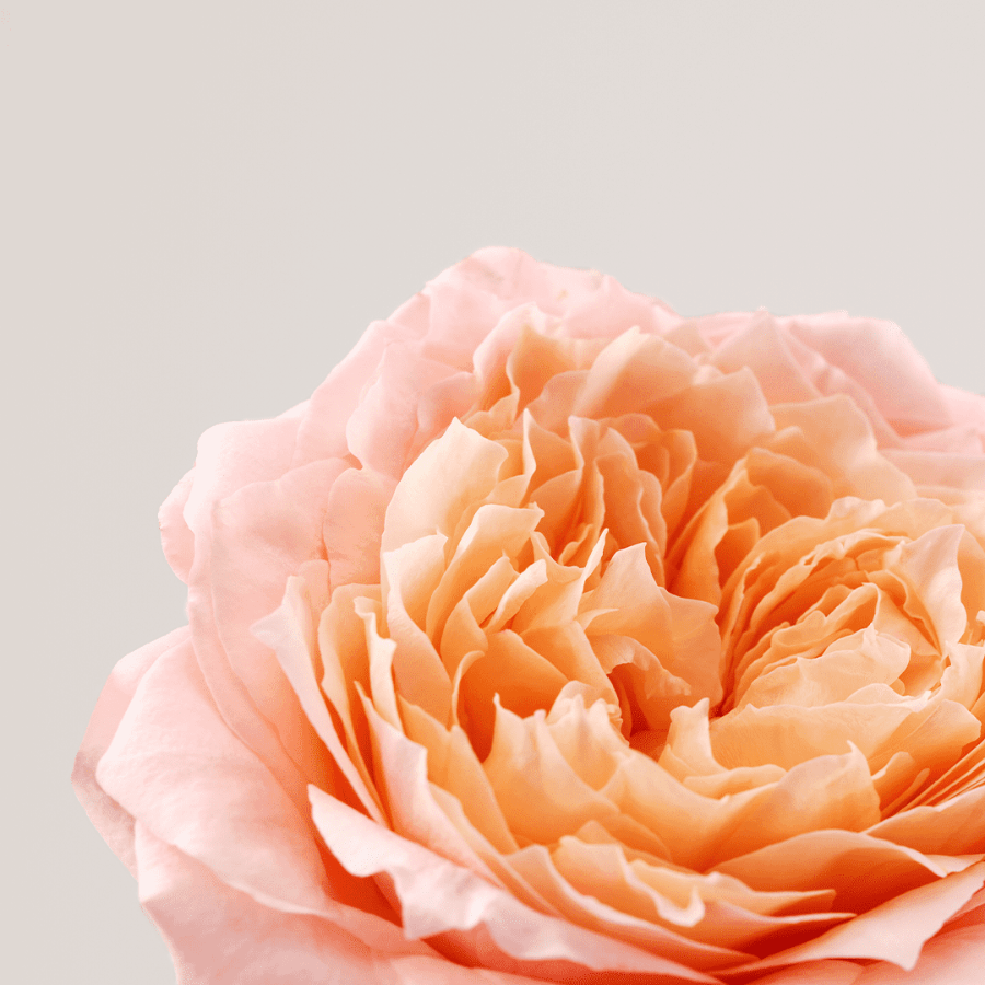 Payot - Roselift Sculpting Night Cream 50ml - Ascent Luxury Cosmetics