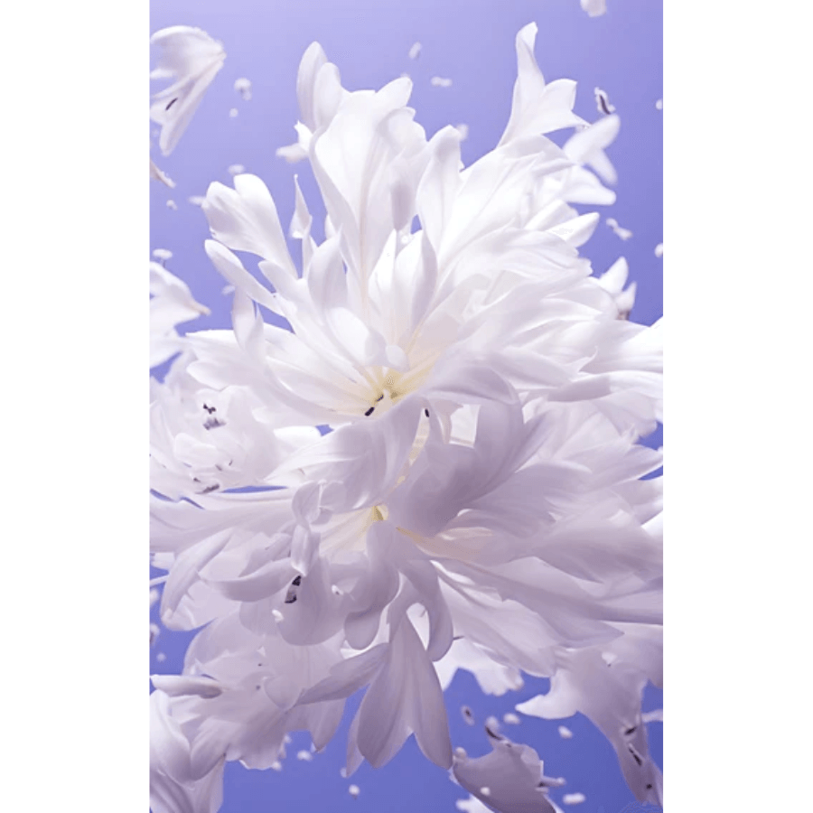 Roja Parfums - Scandal Pour Femme EDP 75ml - Ascent Luxury Cosmetics