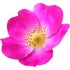 Wild Rose