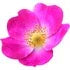 Wild Rose