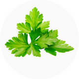 Coriander