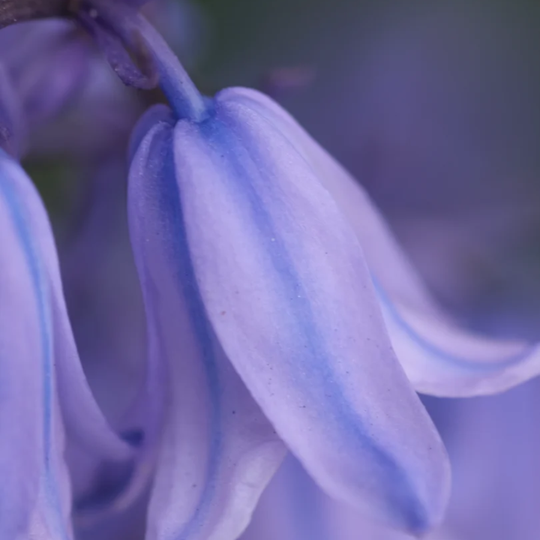 Morimoon - BlueBell Mist Fragrance Oil 10ml