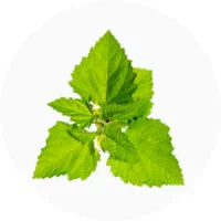 Patchouli