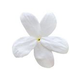 Grasse Jasmine
