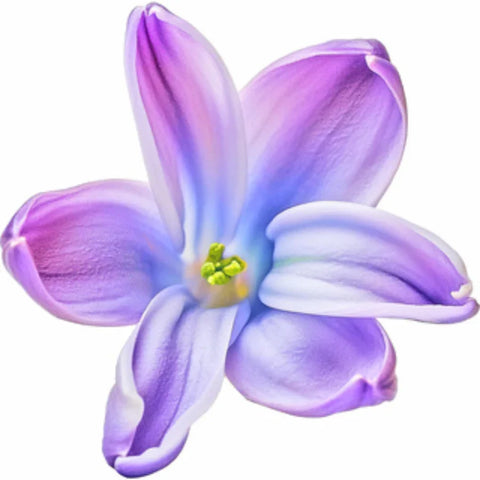Hyacinth