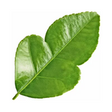 Bergamot Leaf