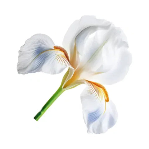 White iris