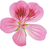 Egyptian Geranium Orpur