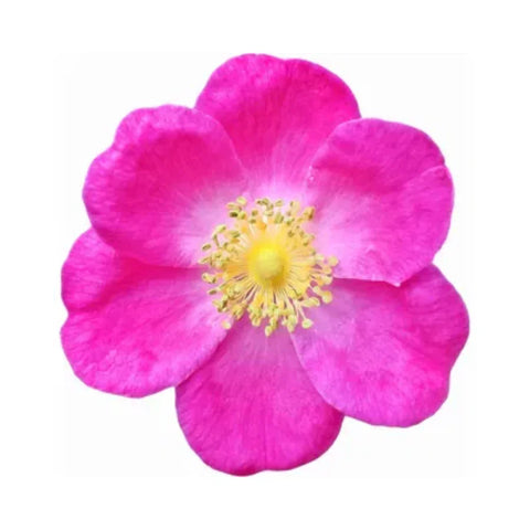 May Rose Absolute