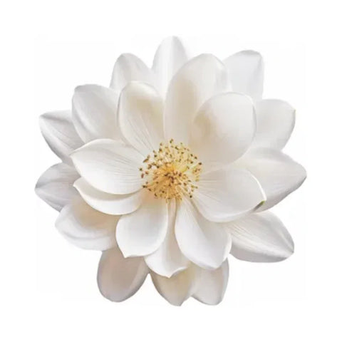 White blossoms