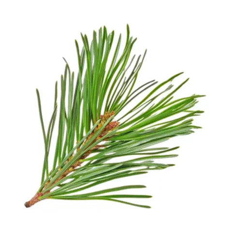 Stone pine