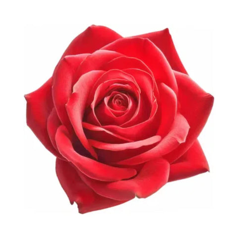 Red rose