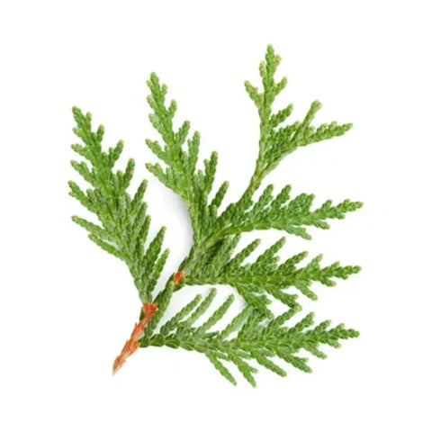 Viginia cedar Orpur