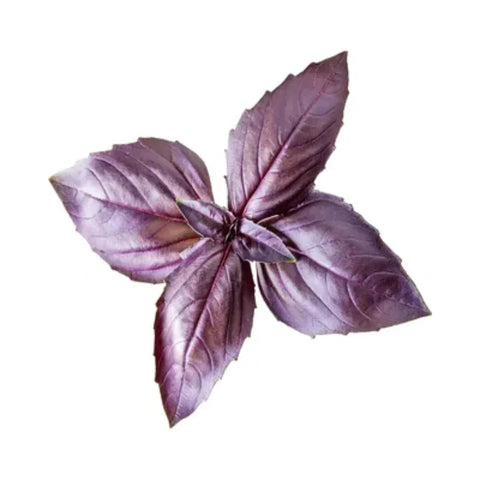 Black basil