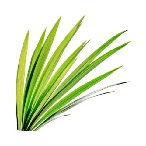 Neptune grass