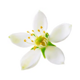 Moroccan orange blossom 