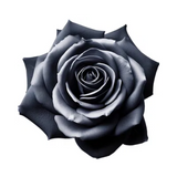 Black rose