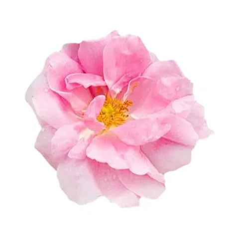 Turkish Rose