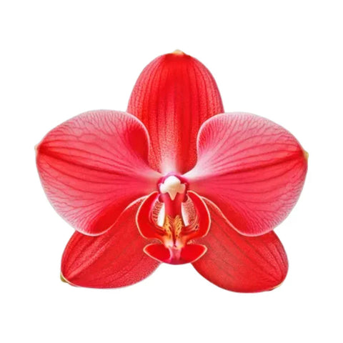 Red Orchid 