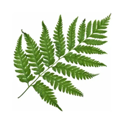 Fern