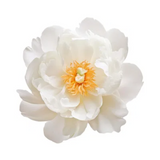 White Peony