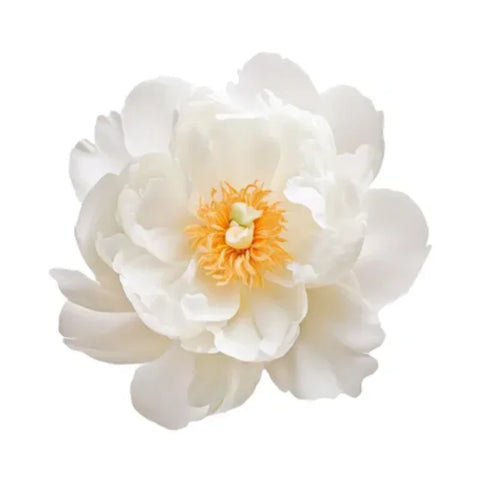White Peony