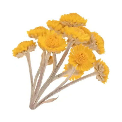 Immortelle absolute (Balkan)