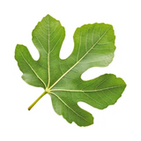 Fig leaf