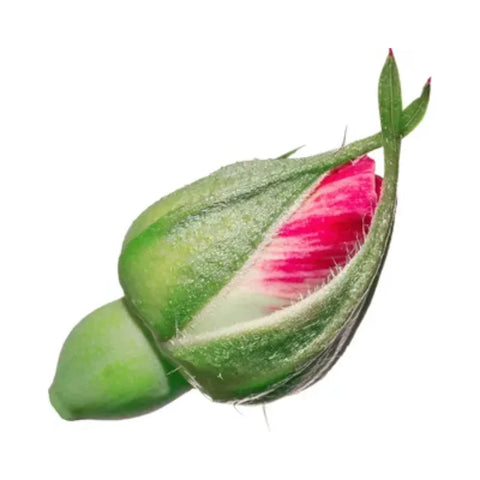 Rose buds