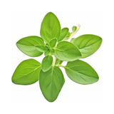 Marjoram