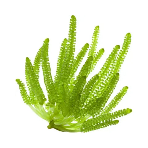 Algae
