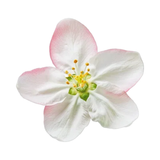 Apple Blossom 