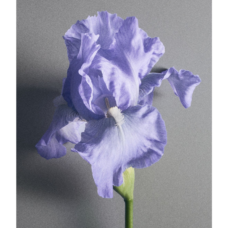Creed - Iris Debonair EDP