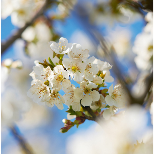 L'Occitane - Xmas 2025 - Cherry Blossom Discover Collection