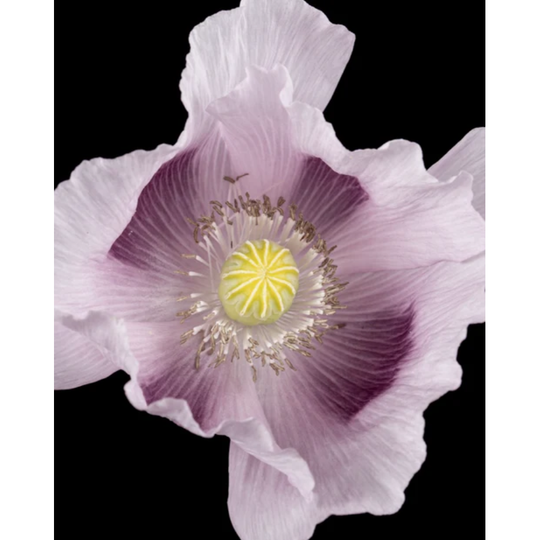 Morimoon - Dream Mellow Fragrance Oil 10ml