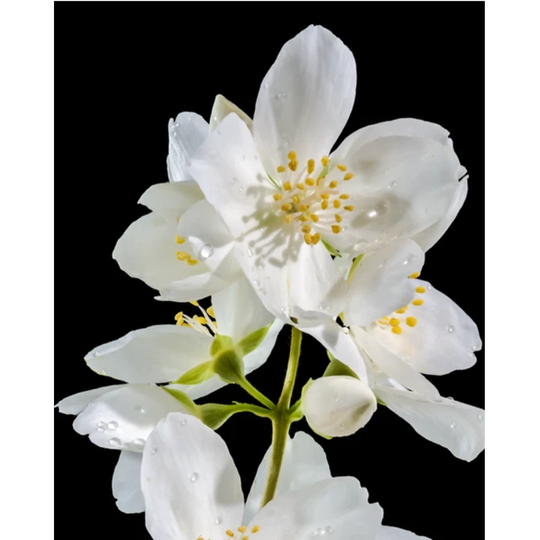 Morimoon - Jasmine Bliss Essential Oil 10ml
