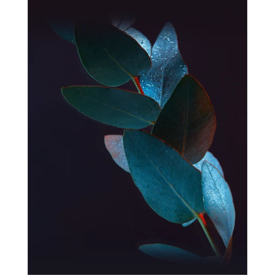 Morimoon - Lush Eucalyptus Essential Oil 10ml