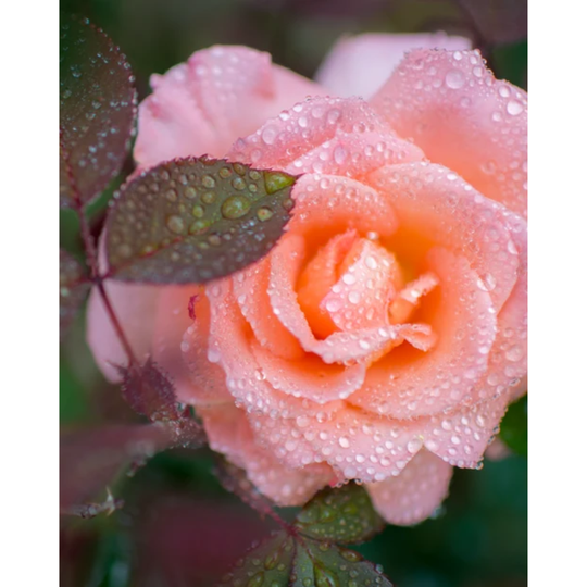 Morimoon - Luxurious Rose Essential Oil 10ml