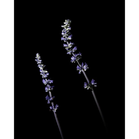 Morimoon - Pure Lavender Essential Oil 10ml