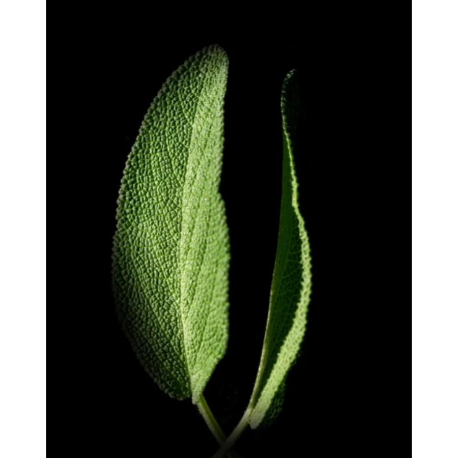 Morimoon - Serene Sage Essential Oil 10ml