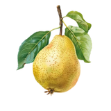 William Pear