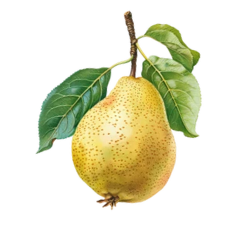 William Pear