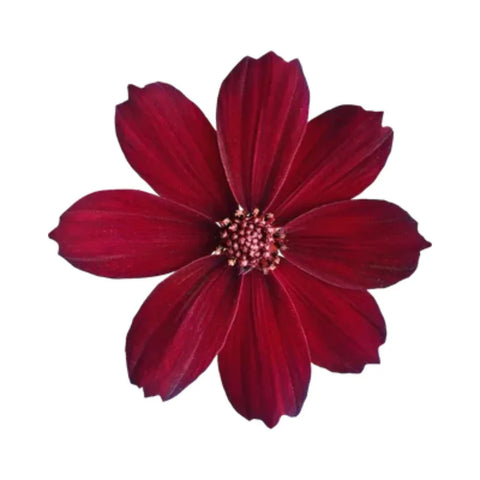 Chocolate Flower 