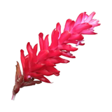 Red Ginger