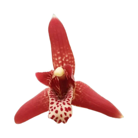 Coconut orchid 