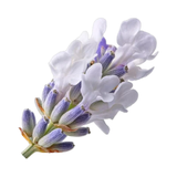 White Lavender