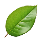 Rose Leaf
