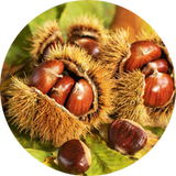 Chestnut