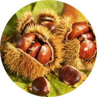 Chestnut